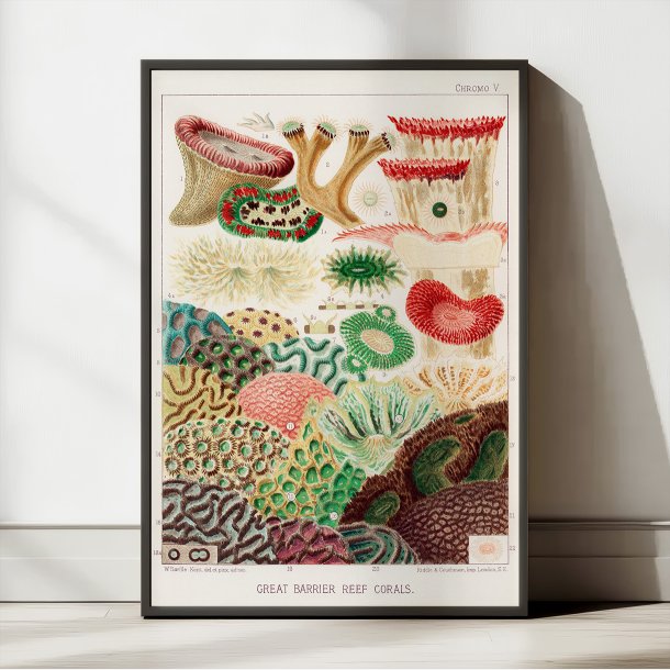 Koraller fra Great Barrier Reef II - Naturillustration fra 1893