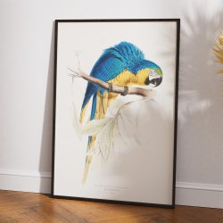 Bl� og gul ara - Fugleillustration af Edward Lear