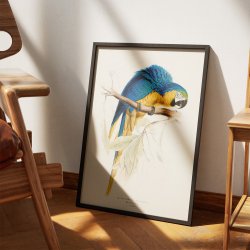 Bl� og gul ara - Fugleillustration af Edward Lear