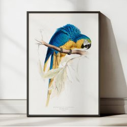 Bl� og gul ara - Fugleillustration af Edward Lear