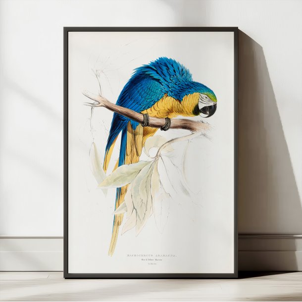 Bl� og gul ara - Fugleillustration af Edward Lear