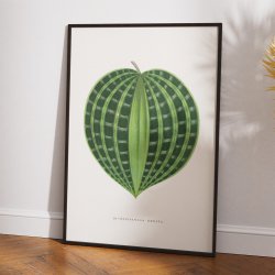 Dichorisandra undata - Botanisk illustration fra 1865