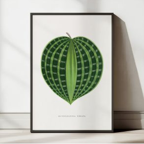 Dichorisandra undata - Botanisk illustration fra 1865