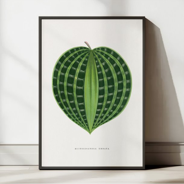 Dichorisandra undata - Botanisk illustration fra 1865