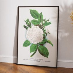 Hvid mosrose - Botanisk illustration fra 1900