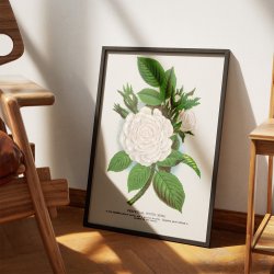 Hvid mosrose - Botanisk illustration fra 1900