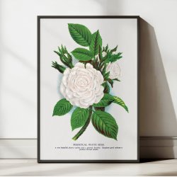 Hvid mosrose - Botanisk illustration fra 1900