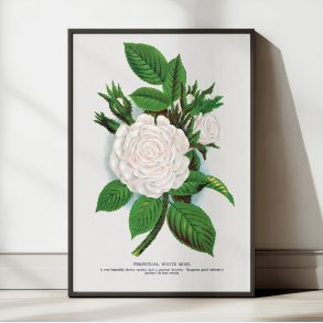 Hvid mosrose - Botanisk illustration fra 1900