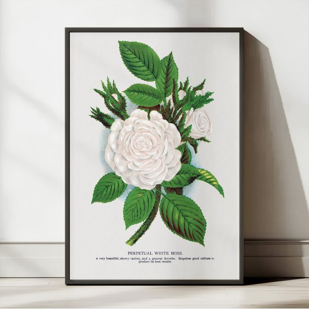 Hvid mosrose - Botanisk illustration fra 1900