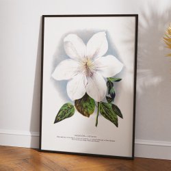 Klematis - Botanisk illustration fra 1900