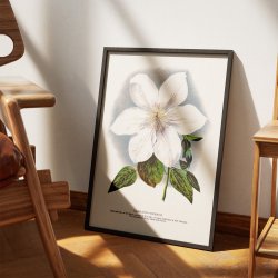 Klematis - Botanisk illustration fra 1900