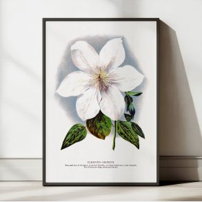 Klematis - Botanisk illustration fra 1900