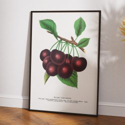 Black Tartarian kirseb�r - Botanisk planche fra 1900