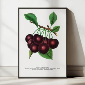 Black Tartarian kirseb�r - Botanisk planche fra 1900