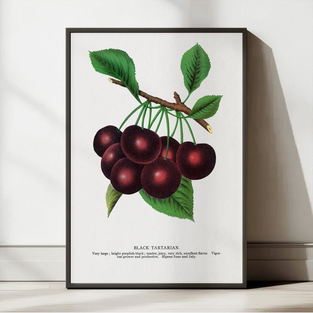 Black Tartarian kirseb�r - Botanisk planche fra 1900