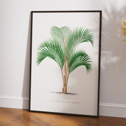 Palmer - Botanisk illustration fra 1878