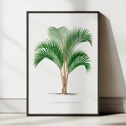 Palmer - Botanisk illustration fra 1878