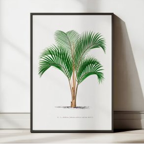 Palmer - Botanisk illustration fra 1878