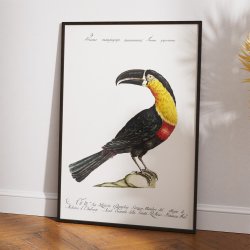 Tukan - Fugleillustration af Saverio Manetti fra 1760