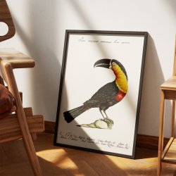 Tukan - Fugleillustration af Saverio Manetti fra 1760