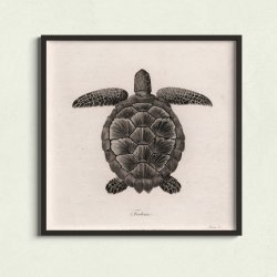 Skildpadde - Naturillustration