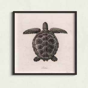 Skildpadde - Naturillustration