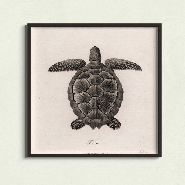 Skildpadde - Naturillustration