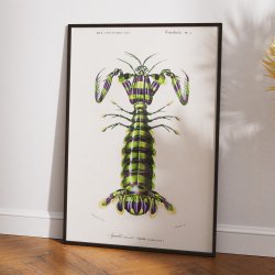 Kn�lerreje - Naturillustration fra 1892