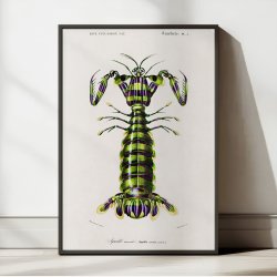 Kn�lerreje - Naturillustration fra 1892