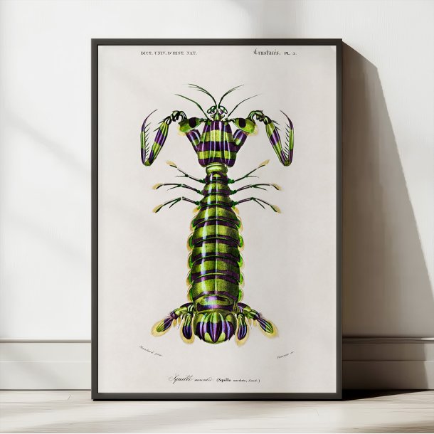 Kn�lerreje - Naturillustration fra 1892