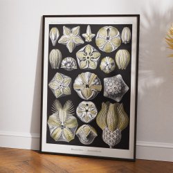 Blastoider - Naturillustration af Ernst Haeckel fra 1904
