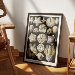 Blastoider - Naturillustration af Ernst Haeckel fra 1904