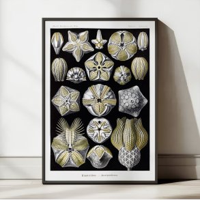 Blastoider - Naturillustration af Ernst Haeckel fra 1904