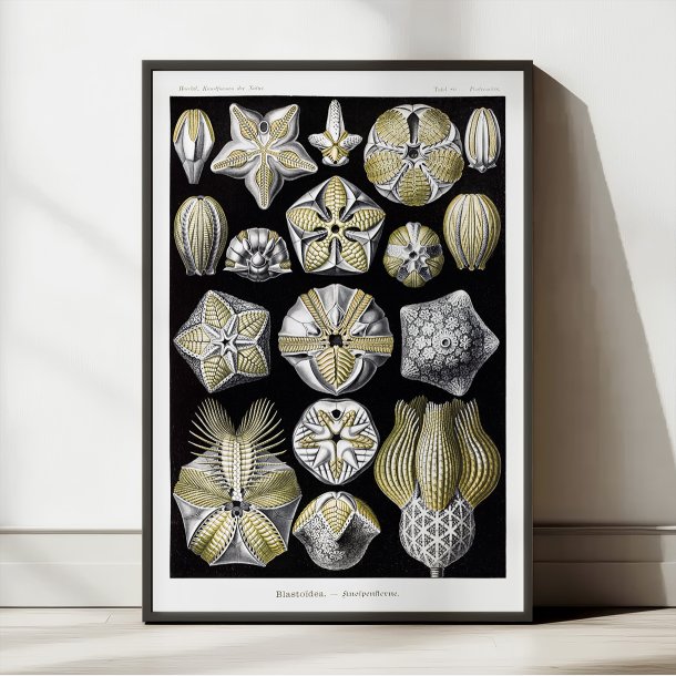 Blastoider - Naturillustration af Ernst Haeckel fra 1904
