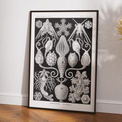 Amphoridea - Naturillustration af Ernst Haeckel fra 1904