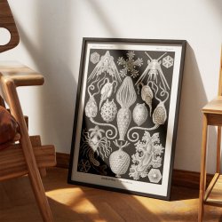 Amphoridea - Naturillustration af Ernst Haeckel fra 1904