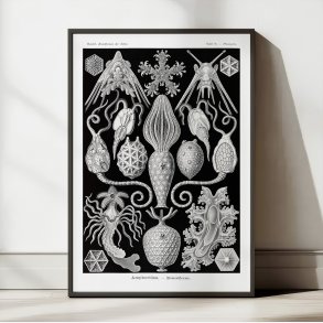 Amphoridea - Naturillustration af Ernst Haeckel fra 1904