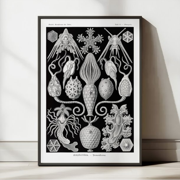 Amphoridea - Naturillustration af Ernst Haeckel fra 1904
