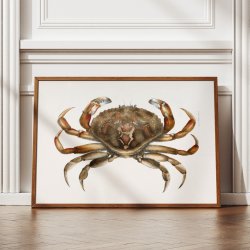 Klippekrabbe - Naturillustration fra 1844