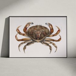 Klippekrabbe - Naturillustration fra 1844