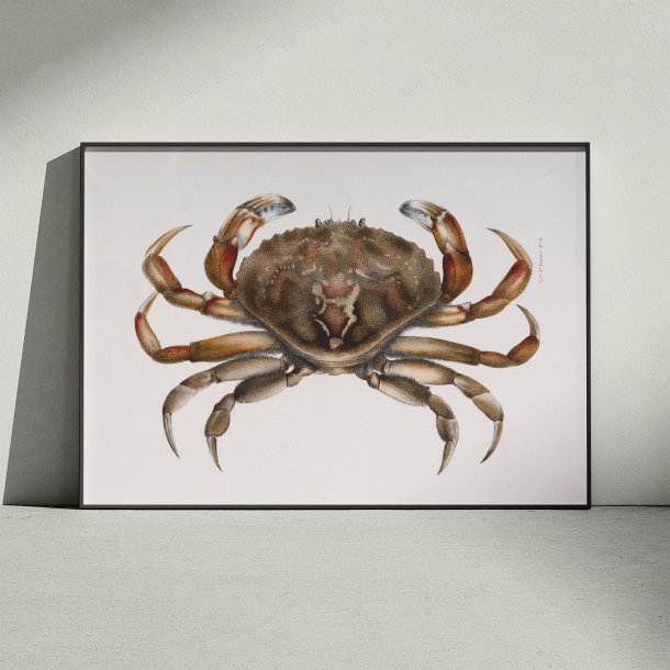 Klippekrabbe - Naturillustration fra 1844