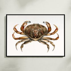 Klippekrabbe - Naturillustration fra 1844