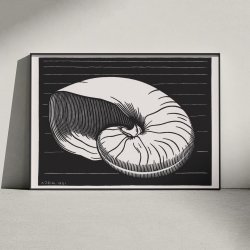Muslingeskal - Grafik af Julie de Graag fra 1921