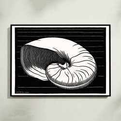 Muslingeskal - Grafik af Julie de Graag fra 1921