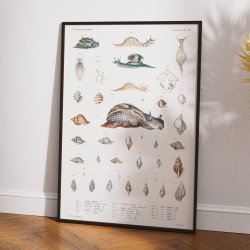 Snegle og muslingeskaller - Naturillustration