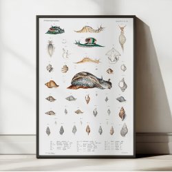 Snegle og muslingeskaller - Naturillustration