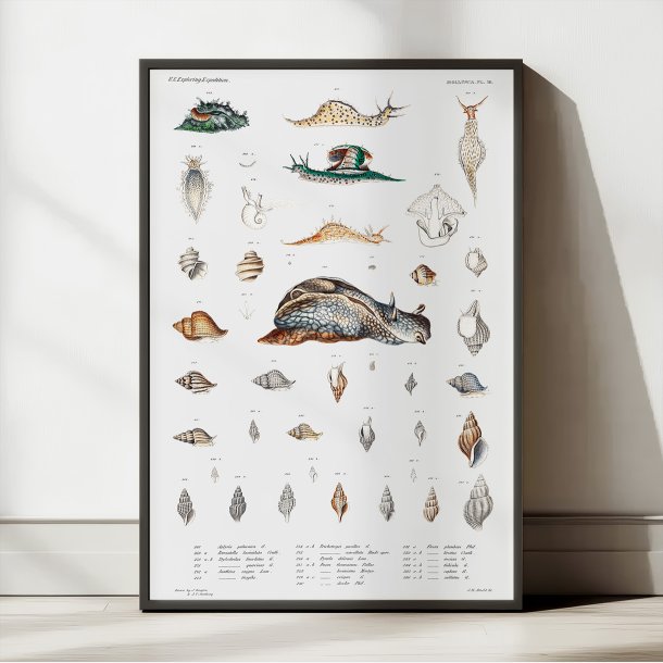Snegle og muslingeskaller - Naturillustration