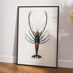 R�d krebs - Naturillustration fra 1892