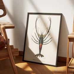 R�d krebs - Naturillustration fra 1892