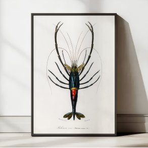R�d krebs - Naturillustration fra 1892